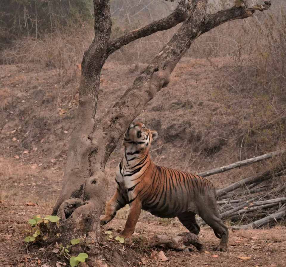 Photo of Bandipur Safari Lodge, Bandipur, Mel Kamanahalli, Karnataka, India by Soumik Neogi