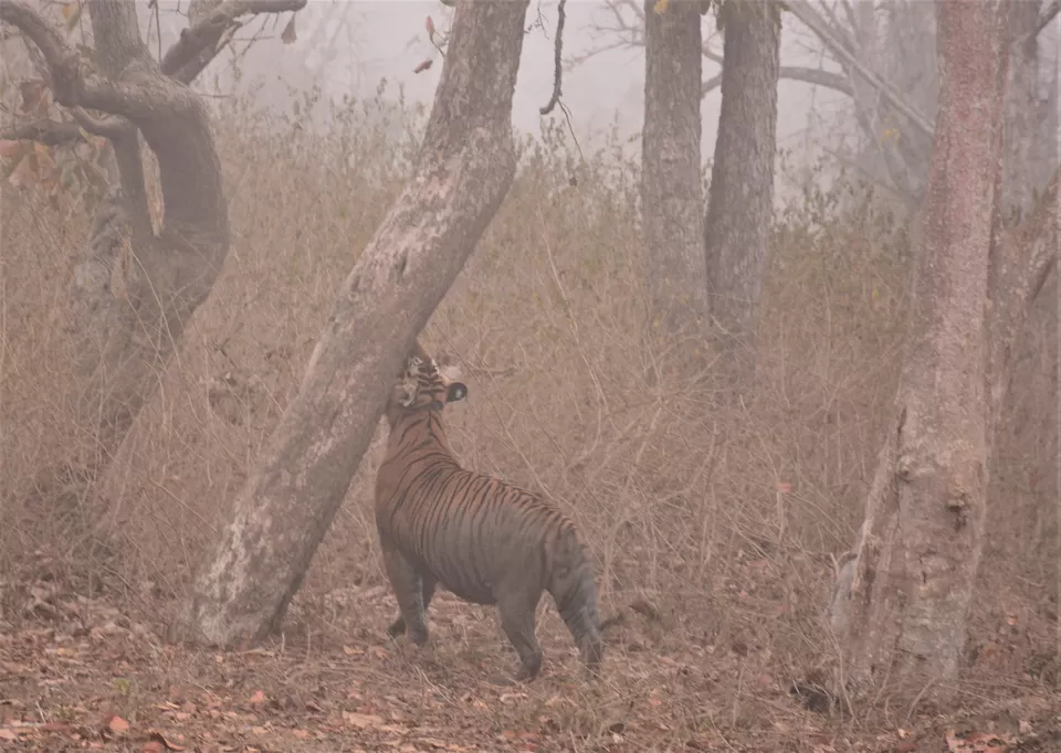 Photo of Bandipur Safari Lodge, Bandipur, Mel Kamanahalli, Karnataka, India by Soumik Neogi