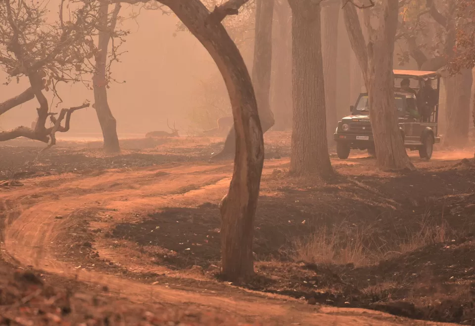 Photo of Bandipur Safari Lodge, Bandipur, Mel Kamanahalli, Karnataka, India by Soumik Neogi