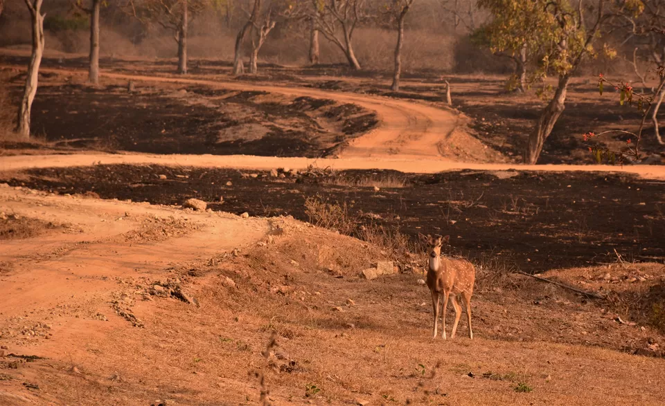 Photo of Bandipur Safari Lodge, Bandipur, Mel Kamanahalli, Karnataka, India by Soumik Neogi