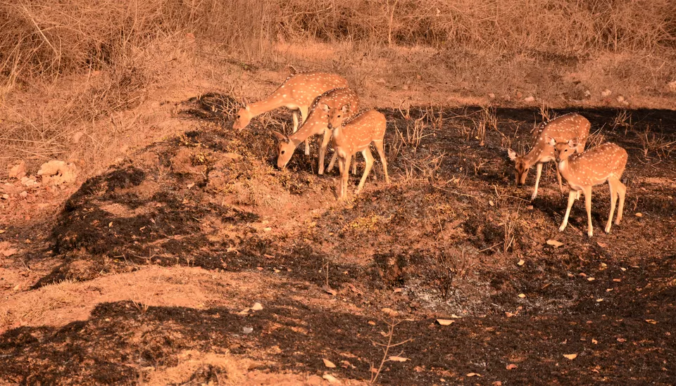Photo of Bandipur Safari Lodge, Bandipur, Mel Kamanahalli, Karnataka, India by Soumik Neogi