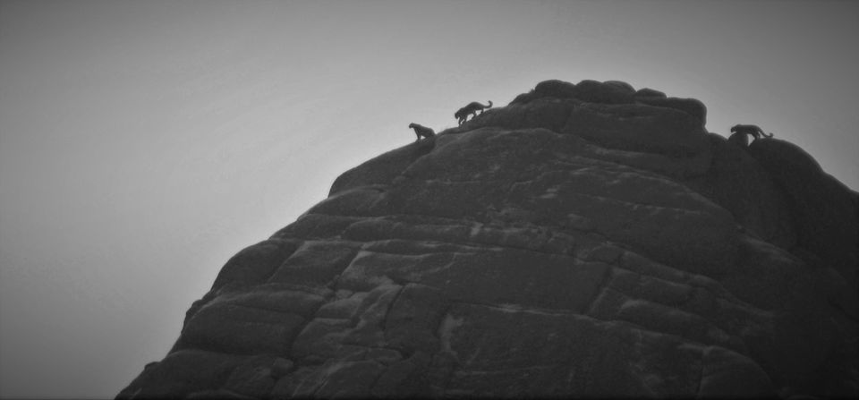 Photo of Elusive Snow Leopards of Ladakh!! #HiddenGem by Soumik Neogi