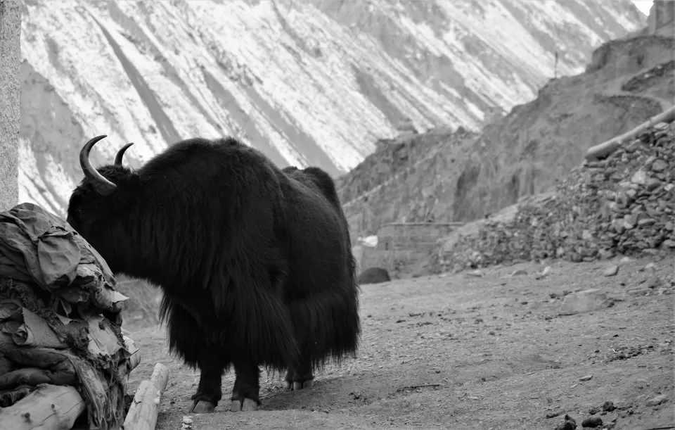 Photo of Explore a different lifestyle in these 7 offbeat Ladakh villages! #MemoryLane by Soumik Neogi