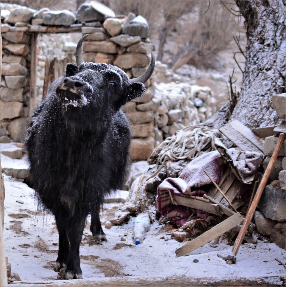 Photo of Explore a different lifestyle in these 7 offbeat Ladakh villages! #MemoryLane by Soumik Neogi