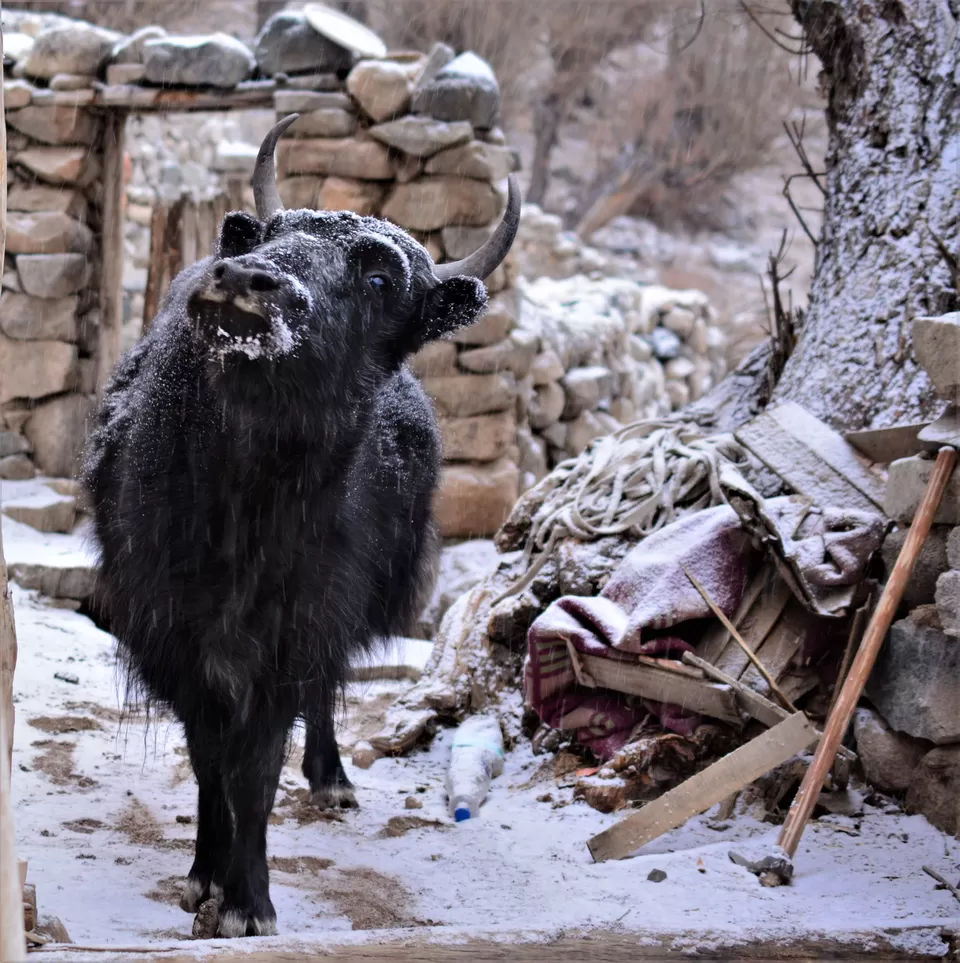 Photo of Explore a different lifestyle in these 7 offbeat Ladakh villages! #MemoryLane by Soumik Neogi