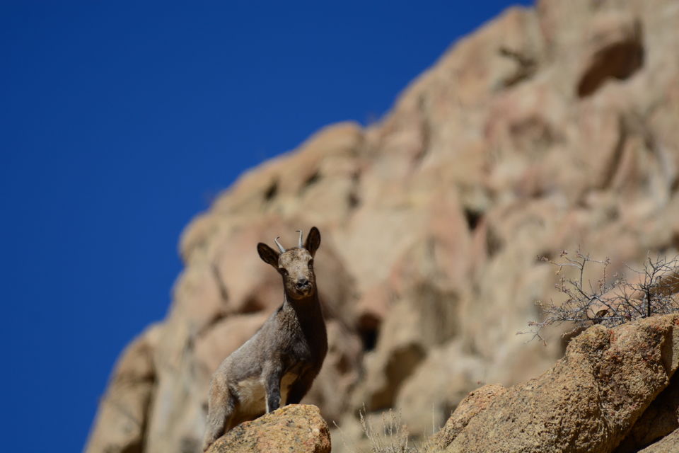 Photo of Temisgam by Soumik Neogi
