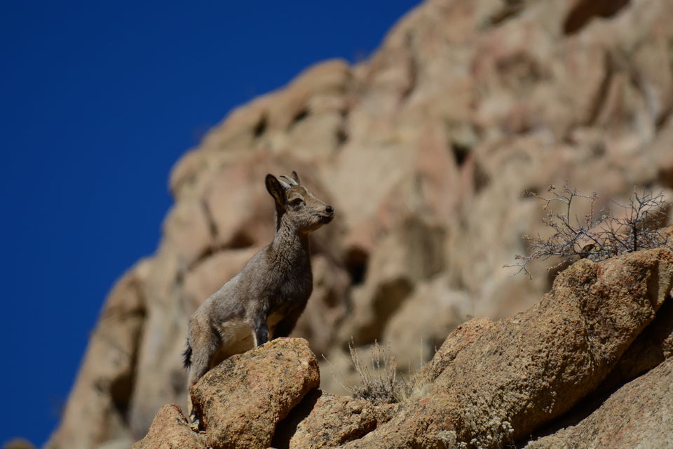 Photo of Temisgam by Soumik Neogi