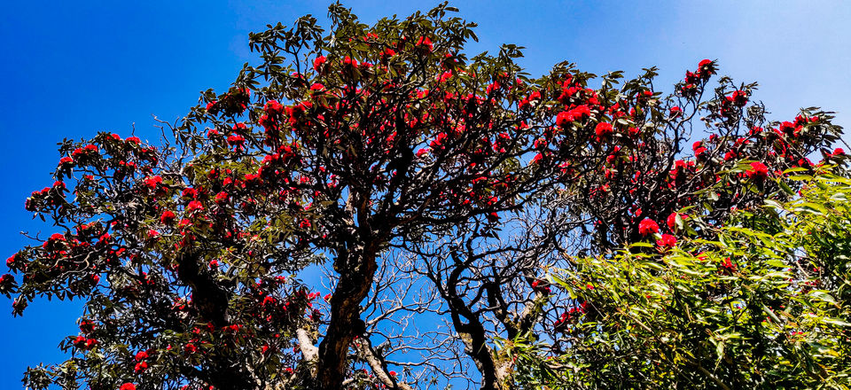Photo of Head to this beginner's trek in Himachal after Lockdown and experience the beauty at Triund 1/11 by Paridhi Agarwal