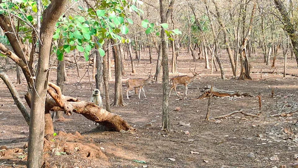 Photo of Ranthambore National Park by vijay tomar