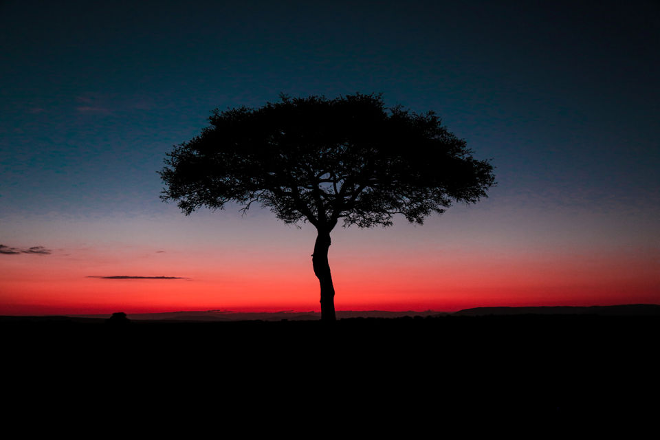 Photo of Masai Mara Game Reserve, Narok County, Kenya by Kitty Iyer