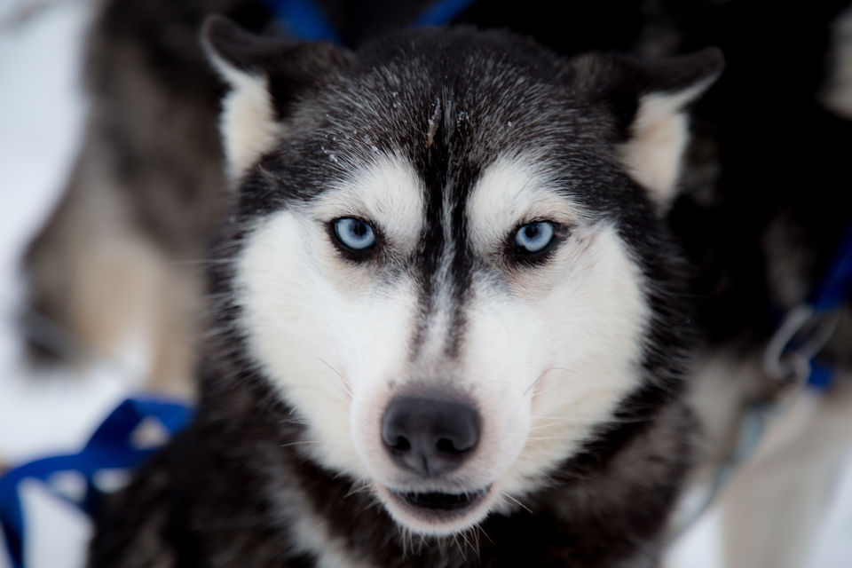 Photo of Finnish Adventures | More Than Just The Northern Lights by Kitty Iyer