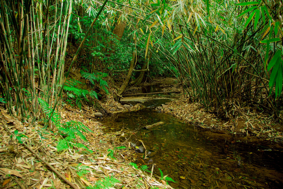 Photo of The Secret Tiny Little Lake Near Bangalore You Didn't Know About 3/4 by Kitty Iyer