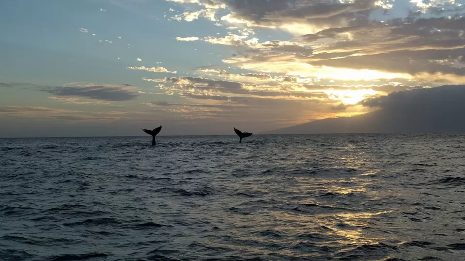 Photo of Hawaii, United States by Kitty Iyer