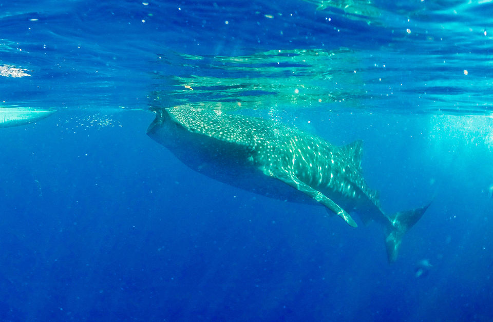 Photo of Swim With The Whale Sharks For Just Rs 1300! by Kitty Iyer