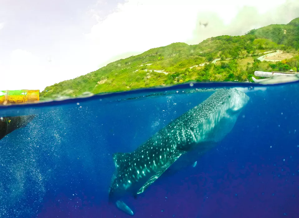 Photo of Swim With The Whale Sharks For Just Rs 1300! by Kitty Iyer