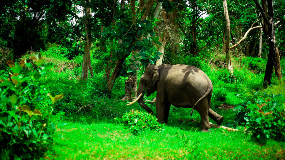 Photo of Devala: A Secret Hill Station You Must Visit by Kitty Iyer
