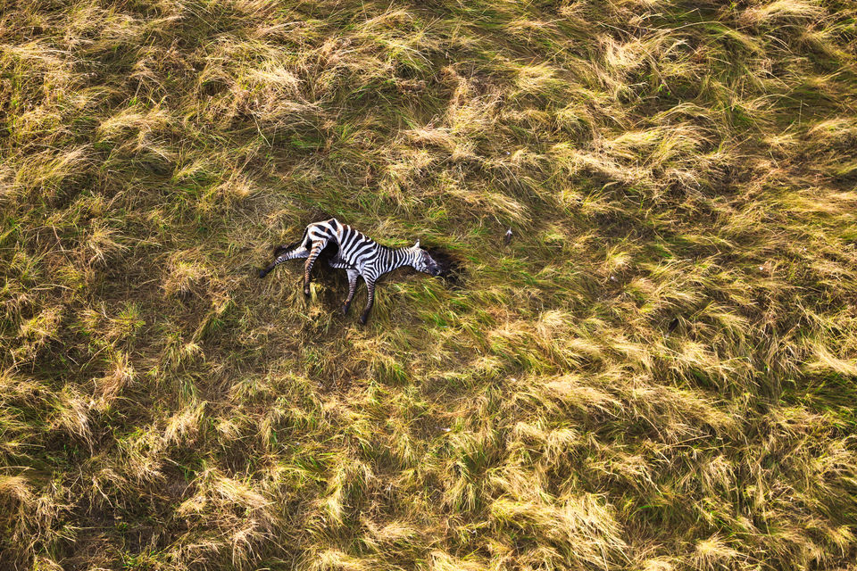 Photo of Travel With A Drone. See The World From A Birds Eye View! 3/9 by Kitty Iyer