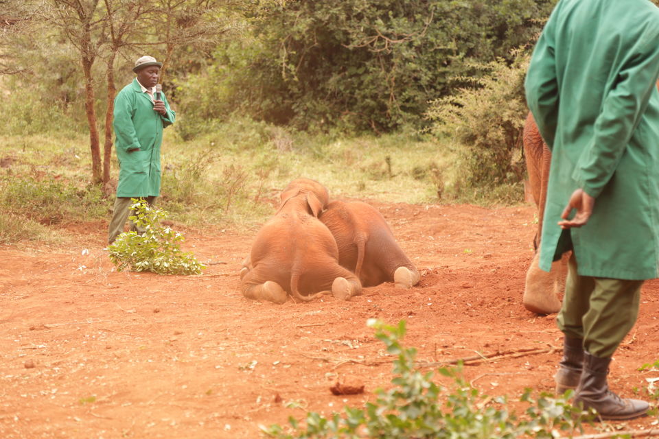 Photo of The story of how we adopted a baby elephant 1/9 by Kitty Iyer