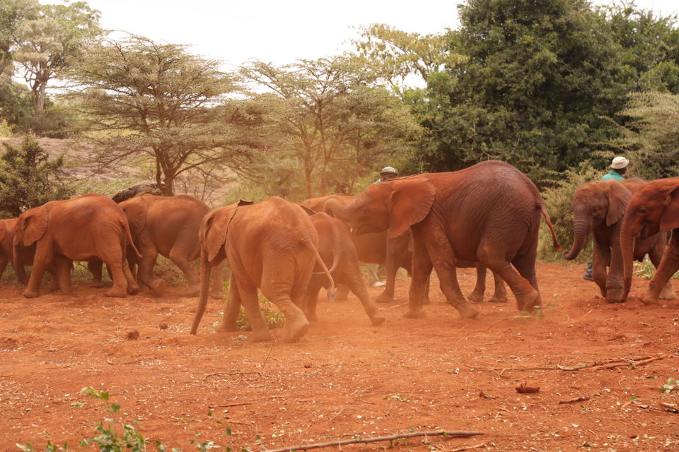 Photo of The story of how we adopted a baby elephant 3/9 by Kitty Iyer