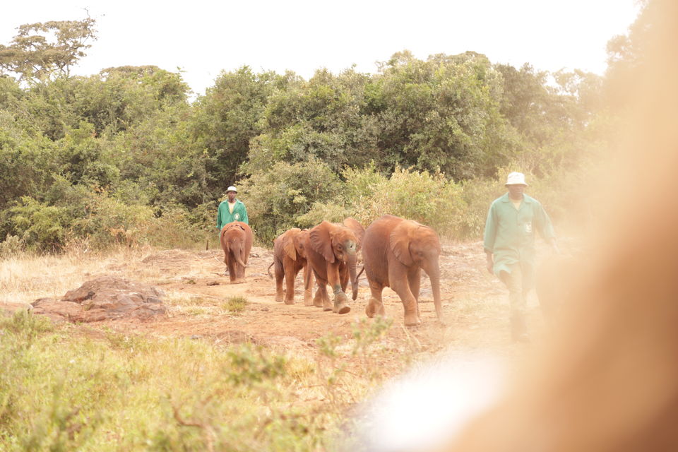 Photo of The story of how we adopted a baby elephant 2/9 by Kitty Iyer