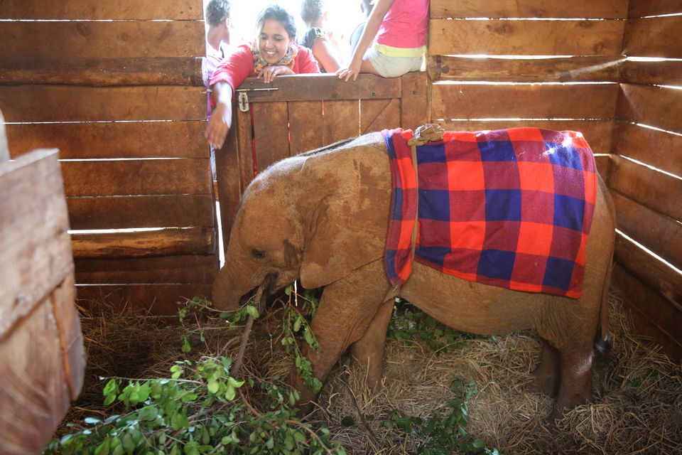 Photo of The story of how we adopted a baby elephant 7/9 by Kitty Iyer