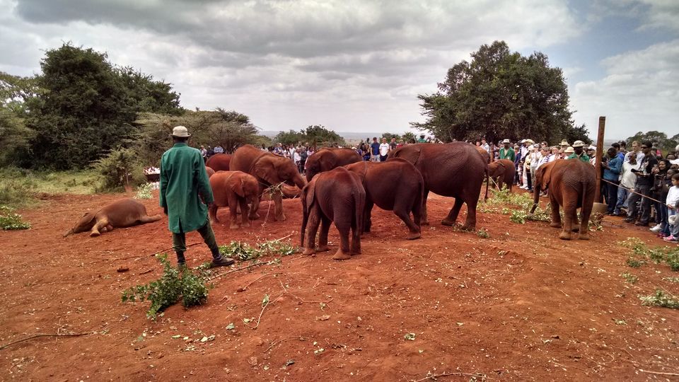 Photo of The story of how we adopted a baby elephant 8/9 by Kitty Iyer