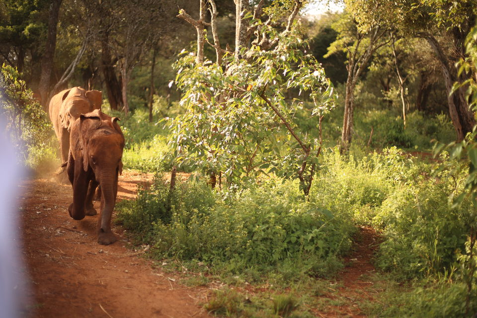 Photo of The story of how we adopted a baby elephant by Kitty Iyer