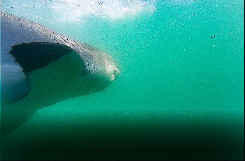Photo of Will You Do the Shark Cage Diving in South Africa? by Kitty Iyer