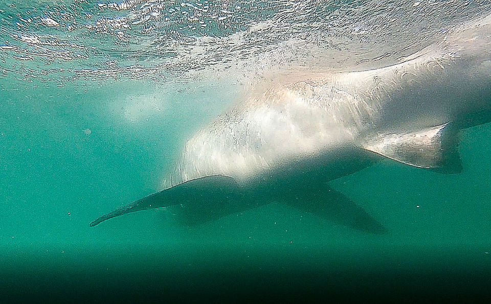 Photo of Will You Do the Shark Cage Diving in South Africa? by Kitty Iyer