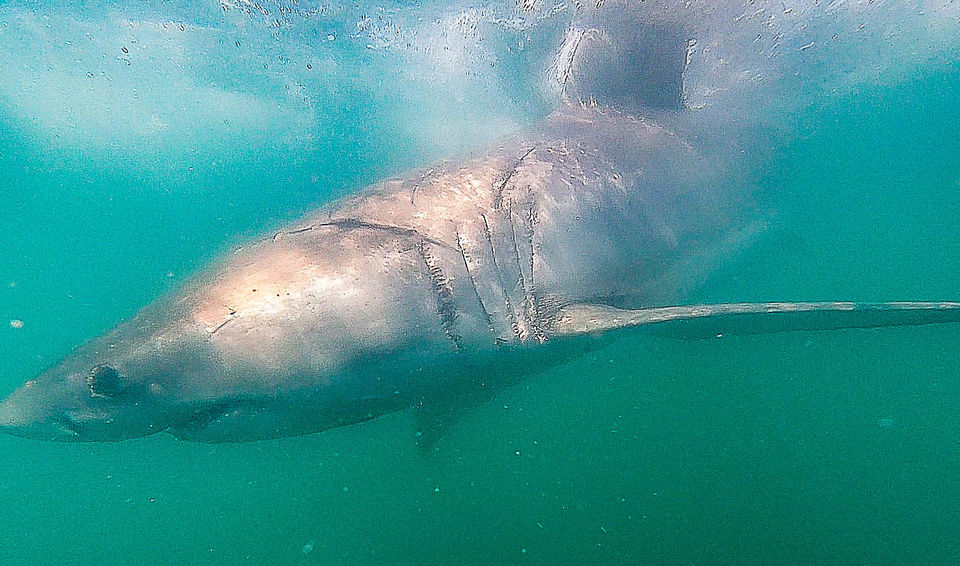 Photo of Will You Do the Shark Cage Diving in South Africa? by Kitty Iyer
