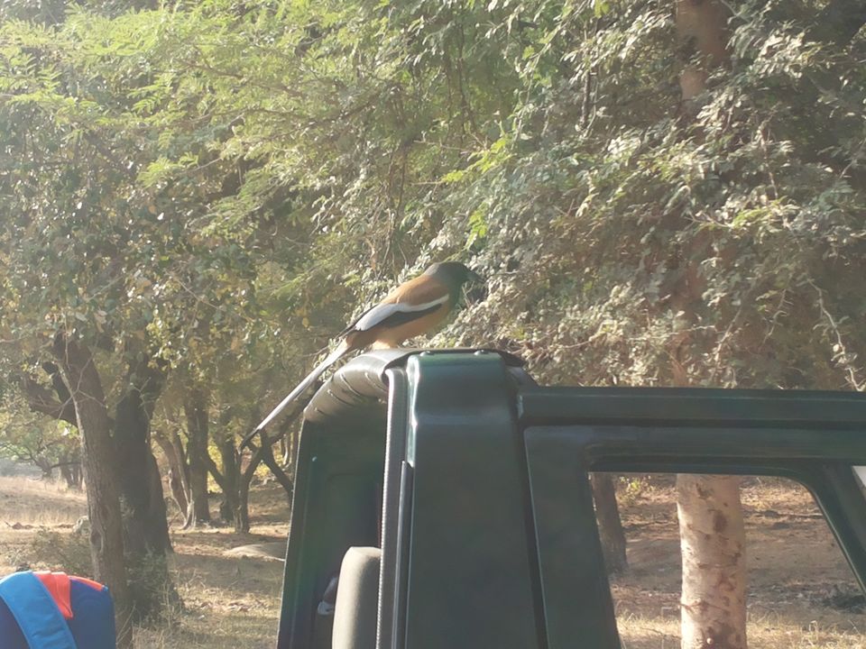 Photo of Mapping Ranthambore with vagabonds 4/26 by Sankalp Singh Chauhan
