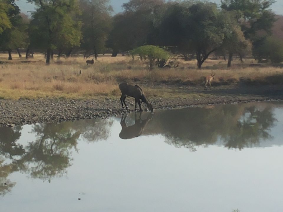 Photo of Mapping Ranthambore with vagabonds 5/26 by Sankalp Singh Chauhan
