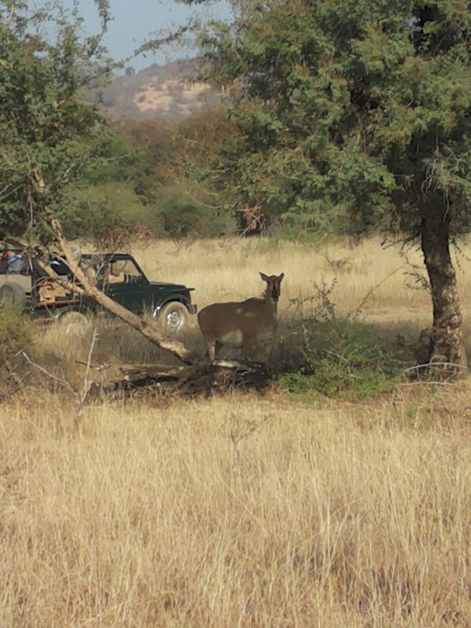 Photo of Mapping Ranthambore with vagabonds 6/26 by Sankalp Singh Chauhan