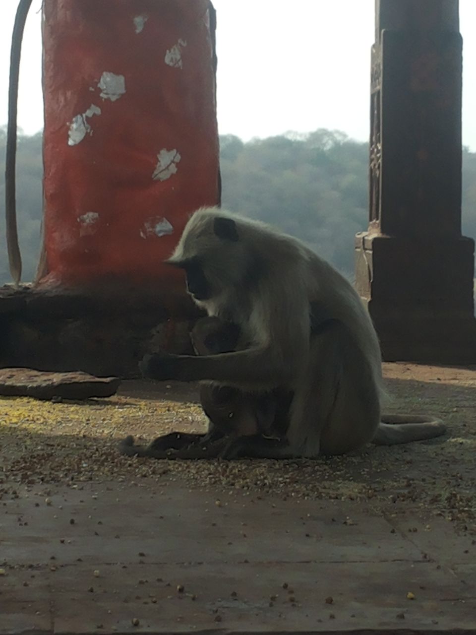 Photo of Mapping Ranthambore with vagabonds 12/26 by Sankalp Singh Chauhan