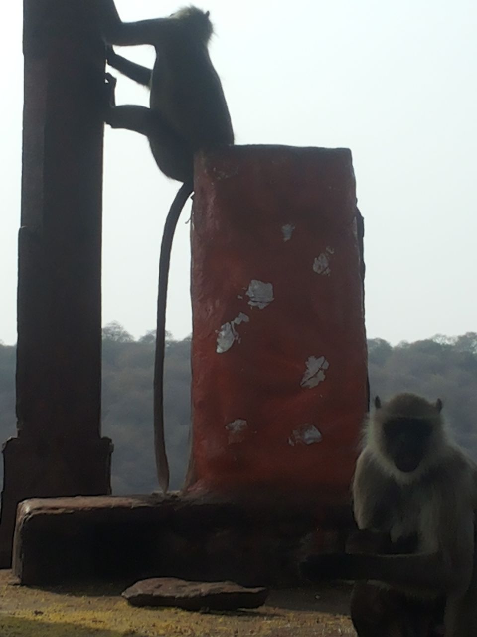 Photo of Mapping Ranthambore with vagabonds 13/26 by Sankalp Singh Chauhan