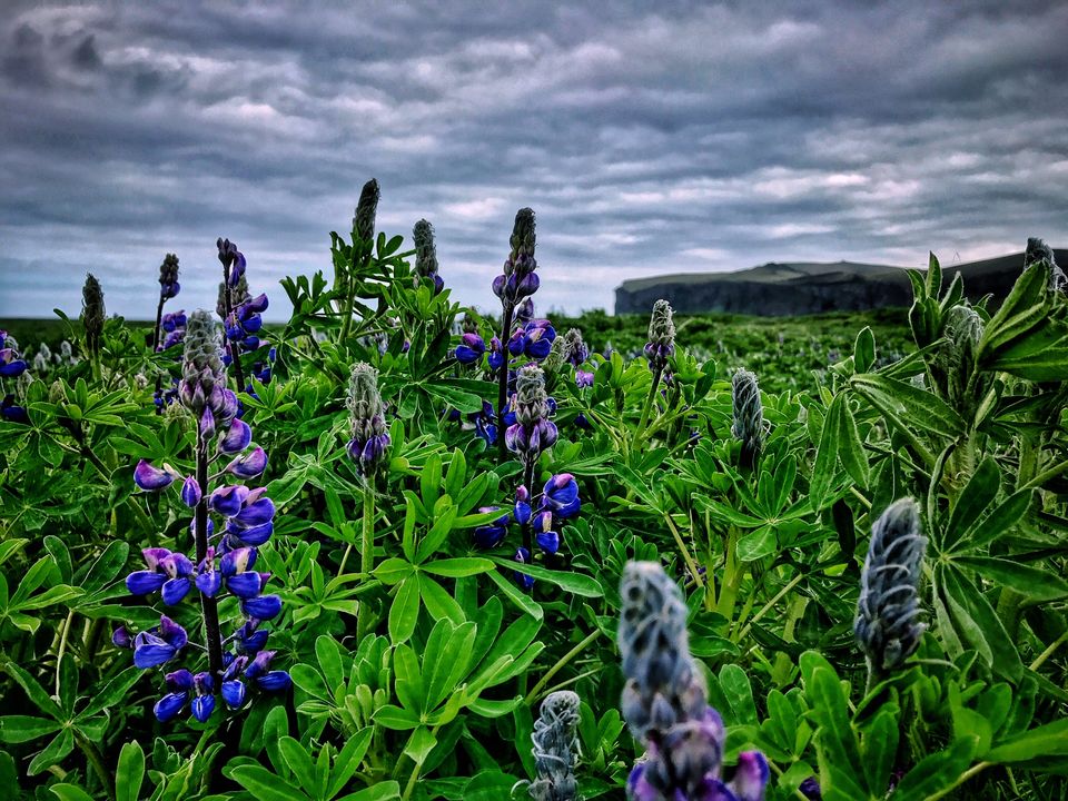 Photo of A Solo Traveler's Guide to Iceland (without a car)! #LadysFirst by Ankitha Rajendaran