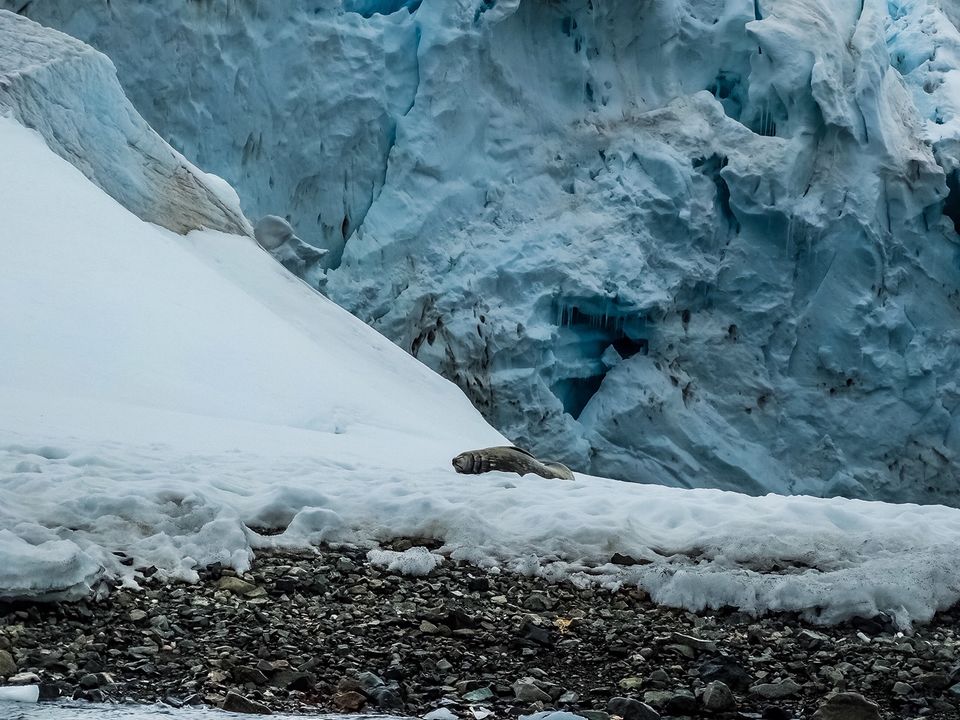 Photo of Everything you need to know to plan your trip to Antarctica! by Ankitha Rajendaran