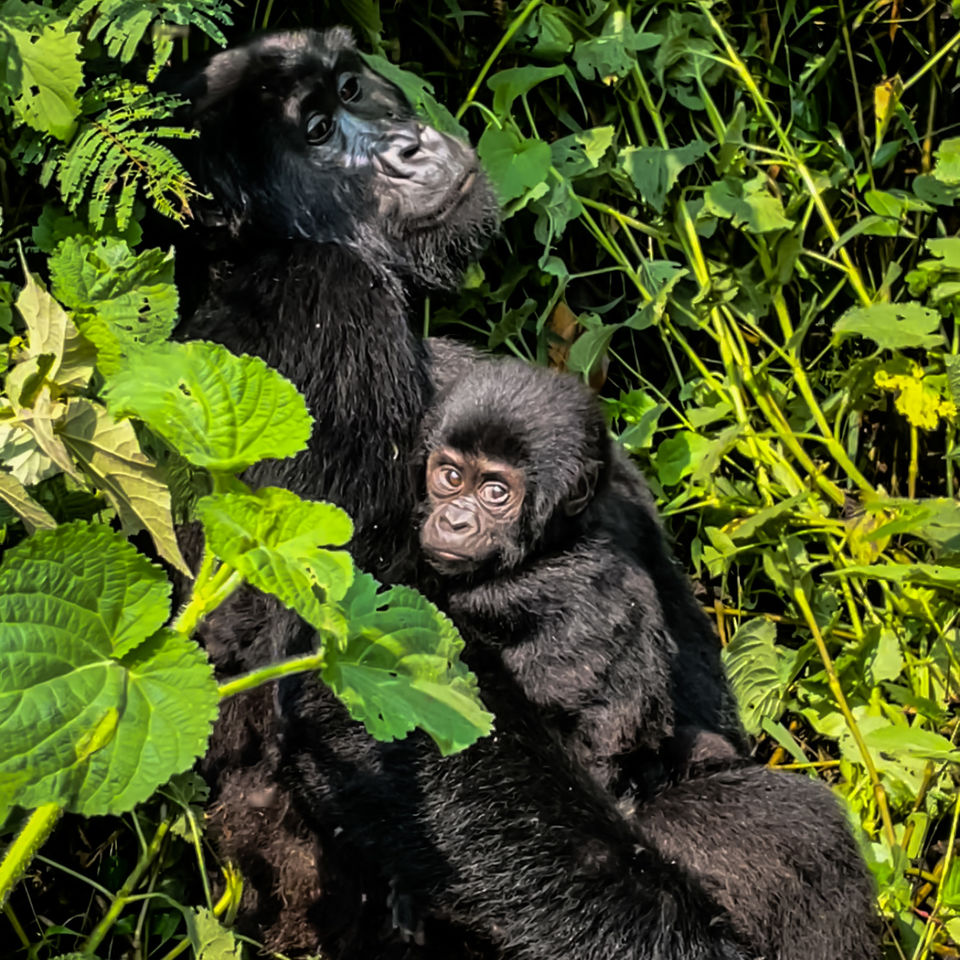 Photo of 20 pictures that will inspire you to add Uganda to the top of your African bucket list! 5/20 by Ankitha Rajendaran
