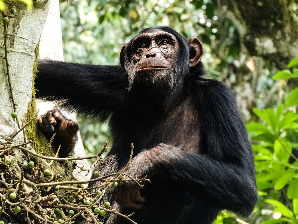 Photo of 20 pictures that will inspire you to add Uganda to the top of your African bucket list! 6/20 by Ankitha Rajendaran