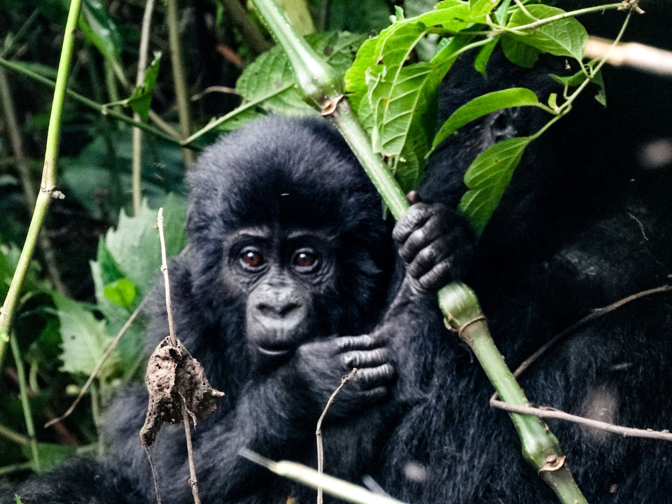 Photo of 20 pictures that will inspire you to add Uganda to the top of your African bucket list! 11/20 by Ankitha Rajendaran