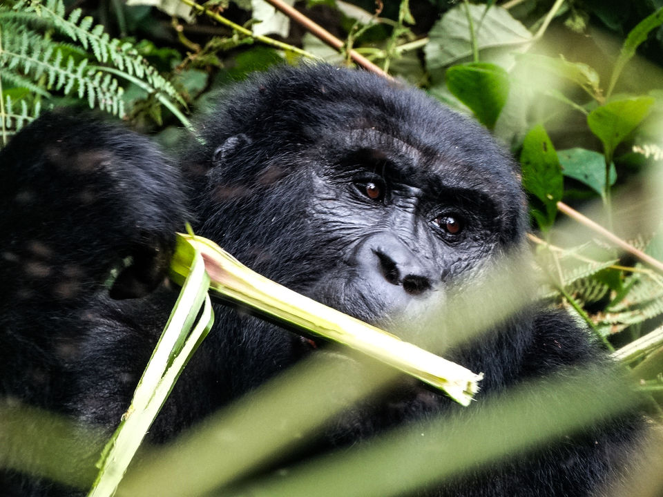 Photo of 20 pictures that will inspire you to add Uganda to the top of your African bucket list! by Ankitha Rajendaran