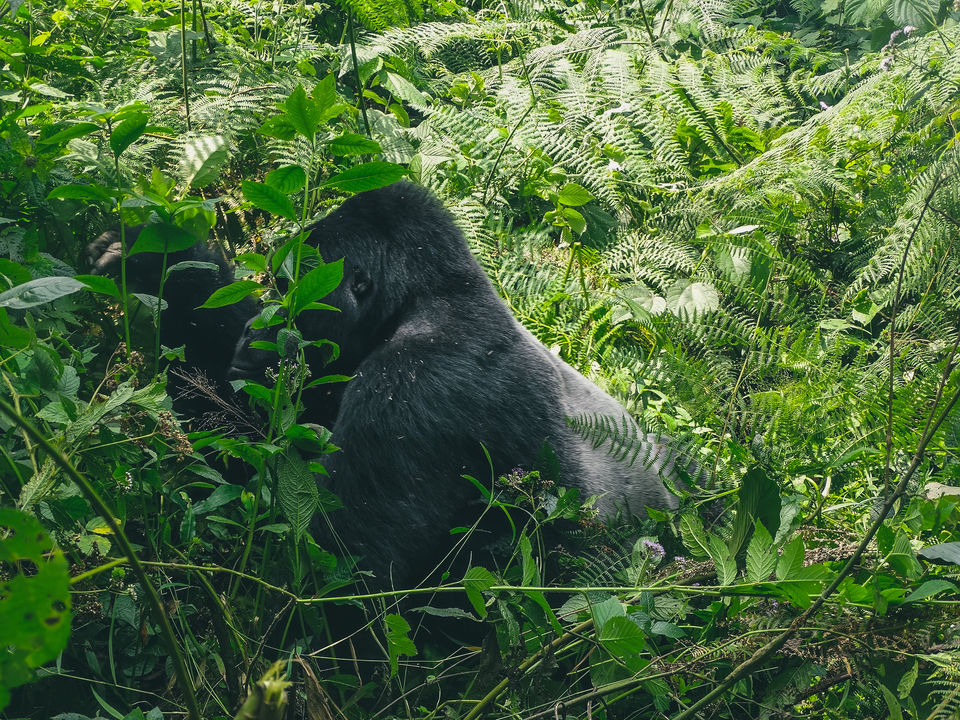 Photo of 20 pictures that will inspire you to add Uganda to the top of your African bucket list! 13/20 by Ankitha Rajendaran