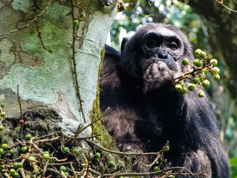 Photo of 20 pictures that will inspire you to add Uganda to the top of your African bucket list! 7/20 by Ankitha Rajendaran