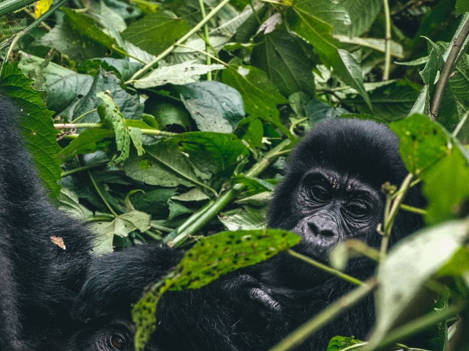 Photo of 20 pictures that will inspire you to add Uganda to the top of your African bucket list! 17/20 by Ankitha Rajendaran