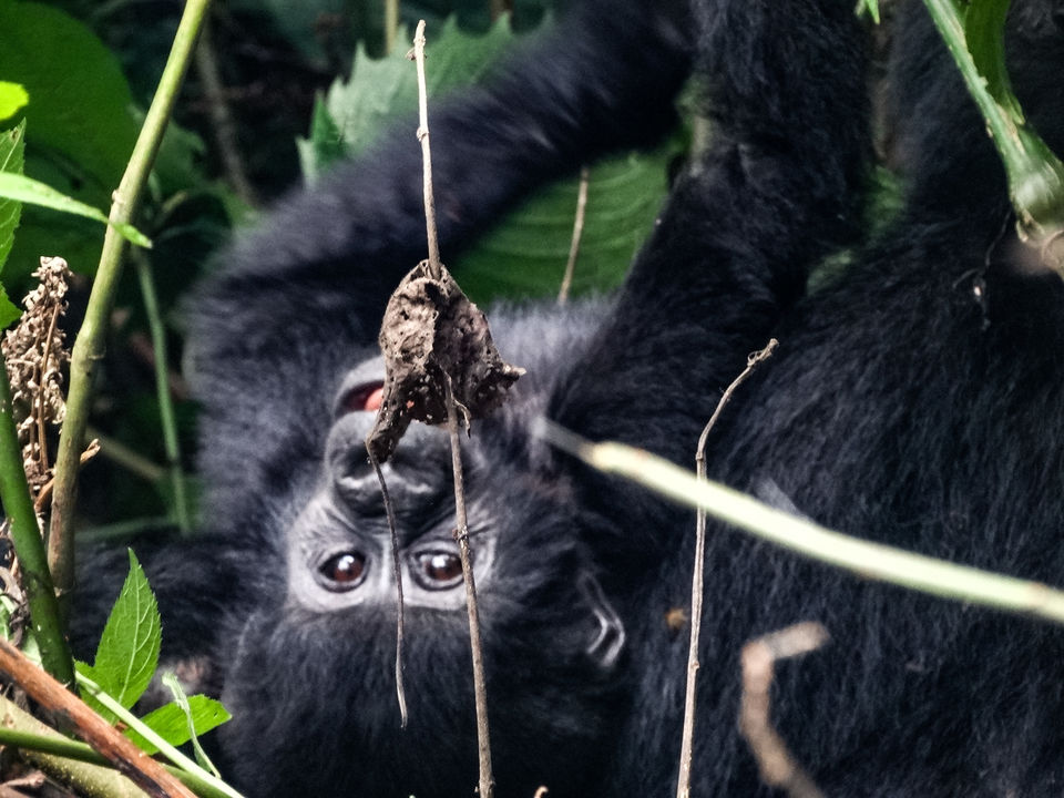 Photo of 20 pictures that will inspire you to add Uganda to the top of your African bucket list! 18/20 by Ankitha Rajendaran