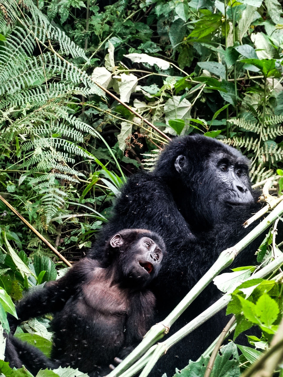 Photo of 20 pictures that will inspire you to add Uganda to the top of your African bucket list! 20/20 by Ankitha Rajendaran