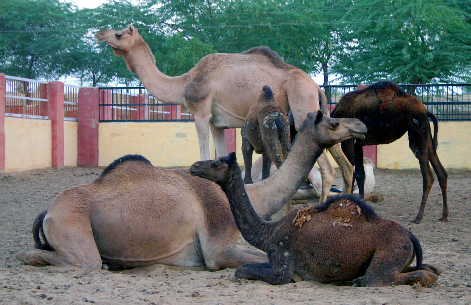 Photo of Here is how you can tour Bikaner in one day 9/9 by Shilpi and Mithun