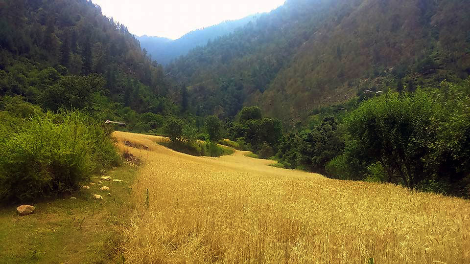 Photo of The Jalori Pass Experience 9/39 by Being Out There
