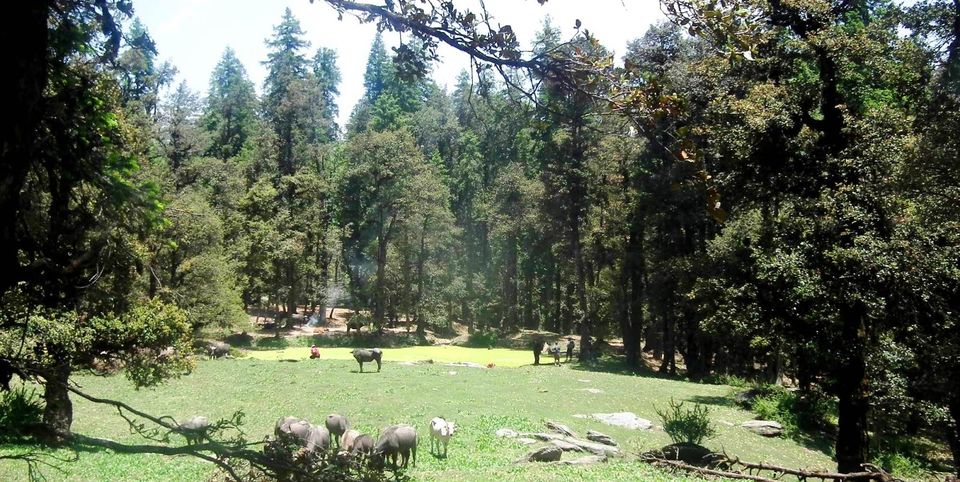 Photo of KUPPAR BUGYAL TREK - NAGAN to GIRI GANGA 1/9 by Being Out There