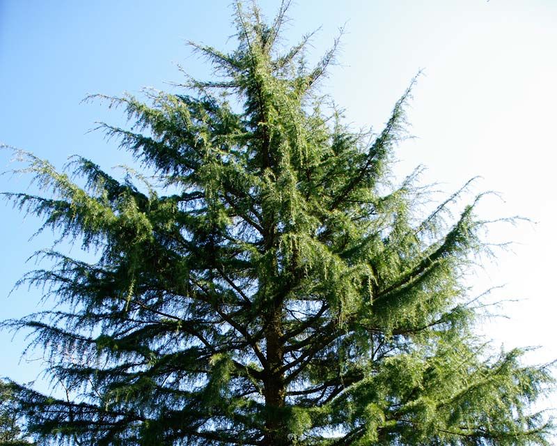 Photo of TREES OF THE WESTERN HIMALAYAS 1/9 by Being Out There